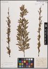 Foto von Salix eleagnos Scop. x Salix purpurea L.